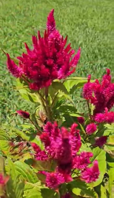 Cockscomb Afghan Brain Celosia – Magenta Purple Flower Seeds