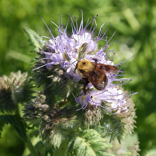 Lacy Phacelia – Colorful Wildflower Seeds