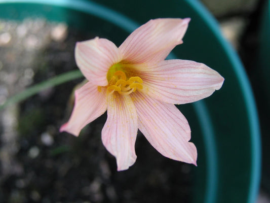 Rain Lily Habranthus – Garden Flower Seeds for Planting