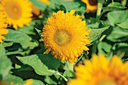 Solano Double Sunflower Helianthus Annuus – Colorful Garden Flower Seeds