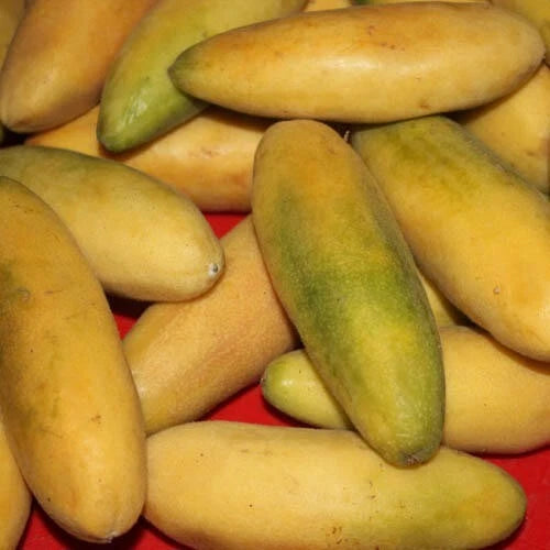Banana Passion Passiflora Mollissima – Climbing Fruit Vine Seeds