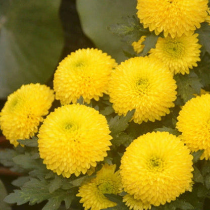 Chrysanthemum Red Pink White Garden Flower Seeds