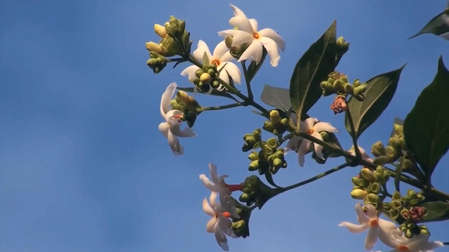 Nyctanthes Arbor Tristis Seeds Fragrant Night Jasmine Shrub Or Small Tree – Fragrant, Hardy Flower Seeds