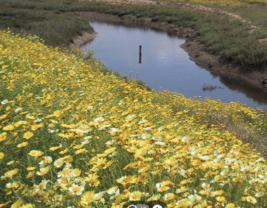 Garland Daisy Glebionis Coronaria Colorful Garden Flower Seeds