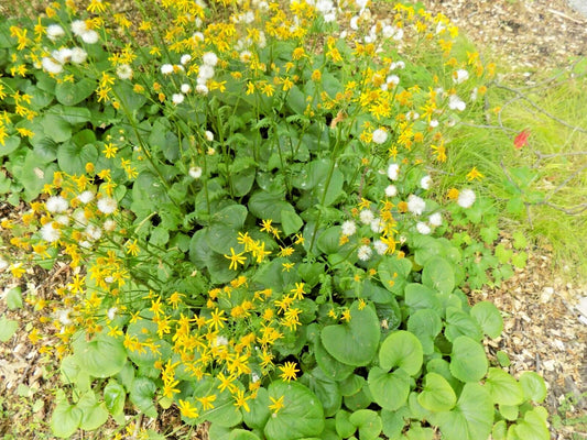 Ligularia Species – Perennial Flower Seeds