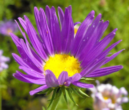 Daisy Tahoka Prairie Aster Machaeranthera Tanacetifolia – Hardy Garden Flower Seeds