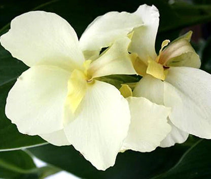 Canna Canna x Generalis – White Garden Flower Seeds