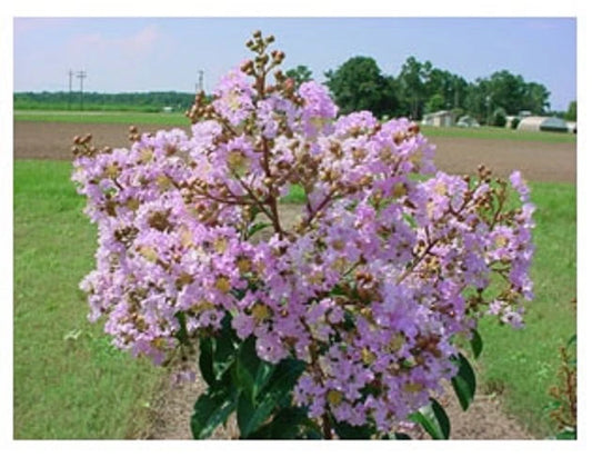 Appalachee Crepe Myrtle Lagerstroemia Indica Colorful Flowering Shrub Seeds