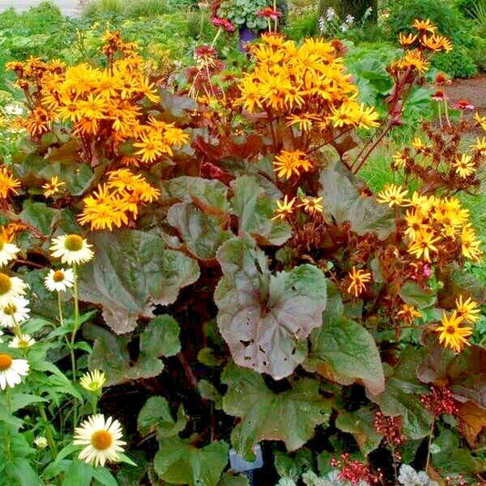 Othello Ligularia Dentata – Perennial Shade Garden Flower Seeds
