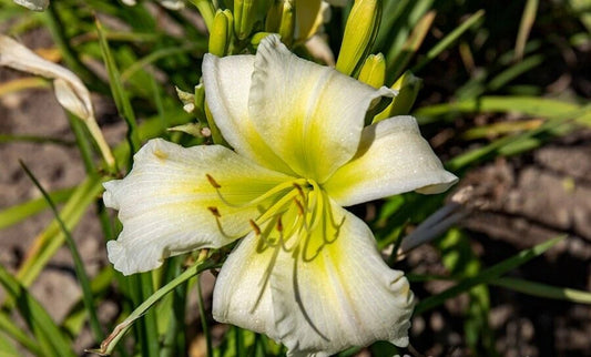 Coconut Lime Twist Daylily Hemerocallis Perennial Flower Seeds