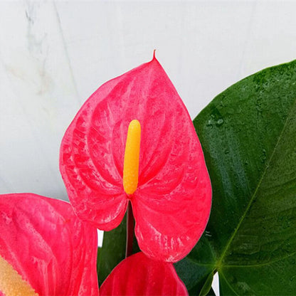 Red Color Anthurium – Colorful Flower Seeds