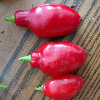 Red Teardrop Manzano – Garden Vegetable Seeds for Planting