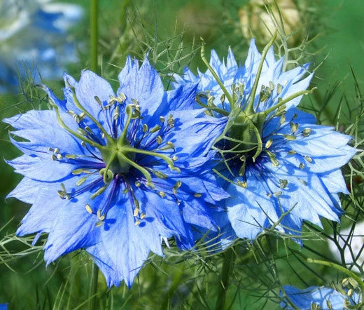 Love In A Mist Jewels Mix Nigella Damascena Colorful Wildflower Seeds