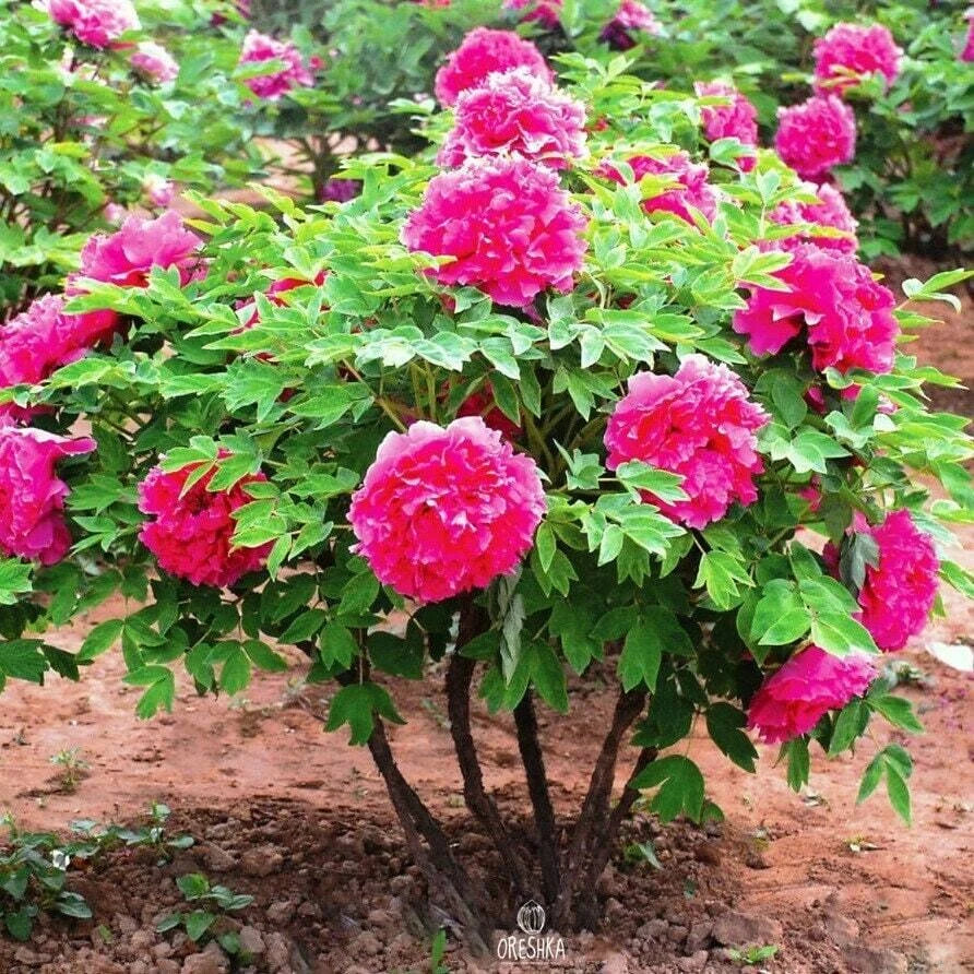 Tree Peony Mountain Paeonia Suffruticosa Arborea Color Mix Flower