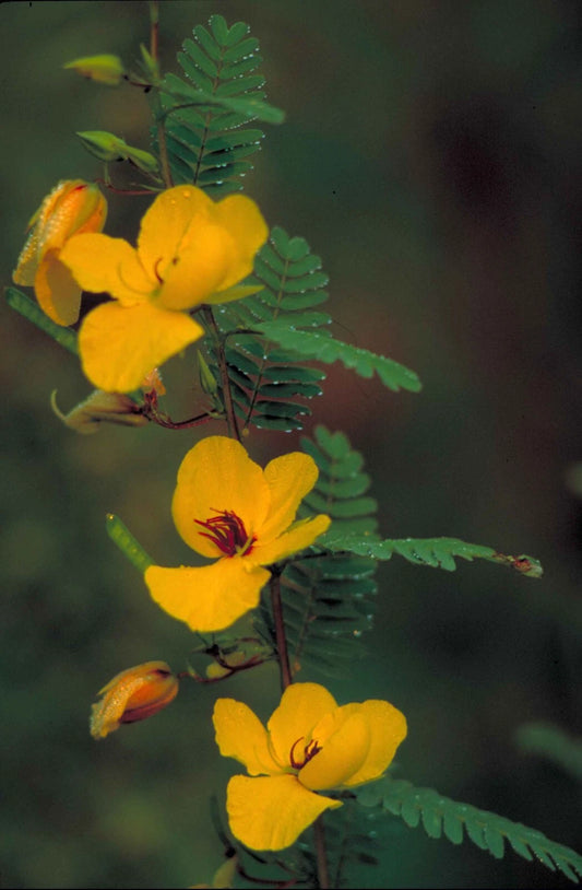 Partridge Pea Chamaecrista Fasciculata Wildflower Garden Seeds