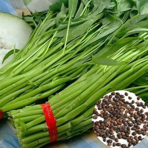 Water Spinach Ipomoea Aquatica Vegetable Garden Seeds