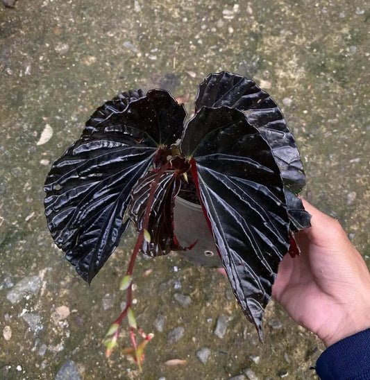 Begonia Black Blood Kalimantan Colorful Garden Flower Seeds