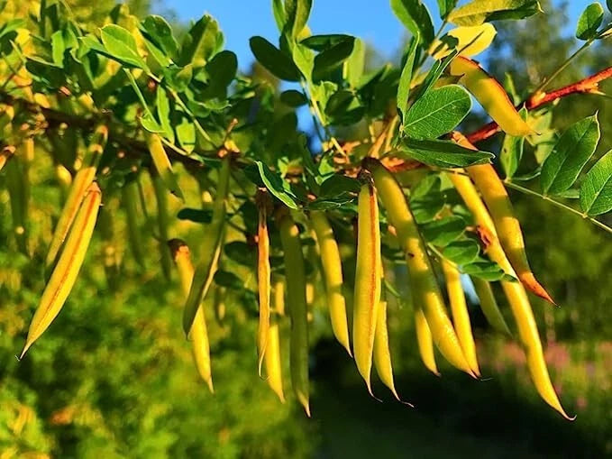 Siberian Peashrub Seeds for Planting (30 Seeds) Attractive Bush That Blooms Flow