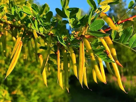 Siberian Peashrub Seeds for Planting (30 Seeds) Attractive Bush That Blooms Flow