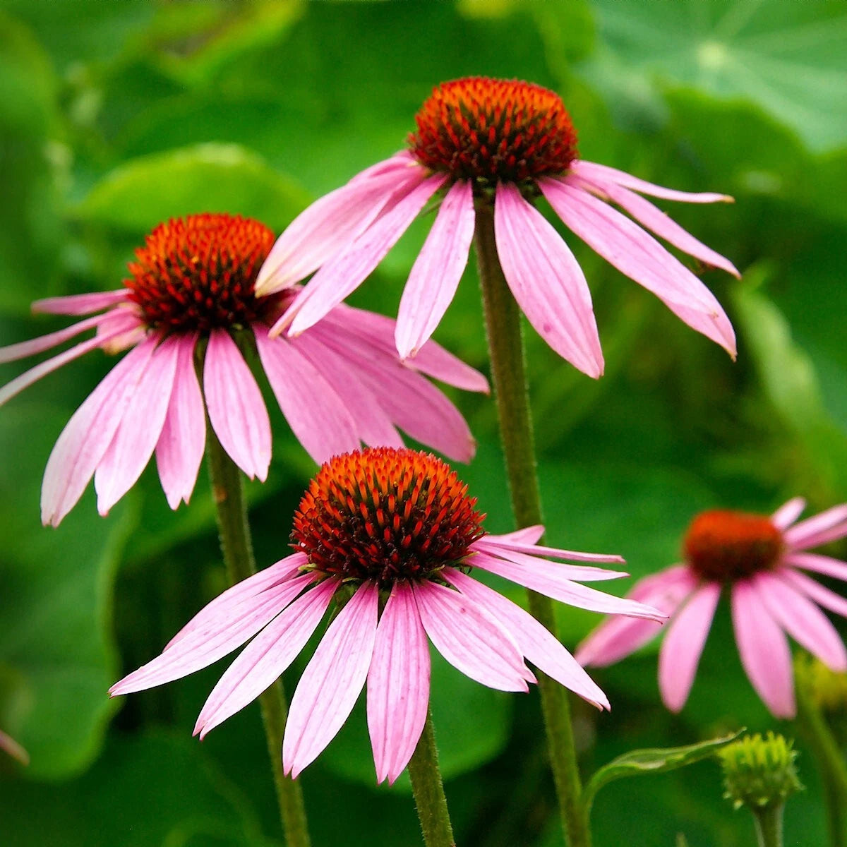 Purple Coneflower – Hardy Wildflower Garden Seeds