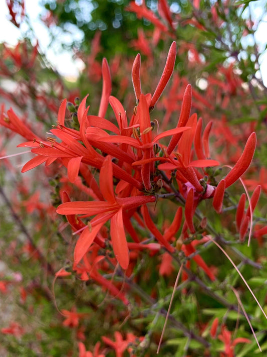 Flame Acanthus Anisacanthus Quadrifidus Wrightii Perennial Flower Seeds