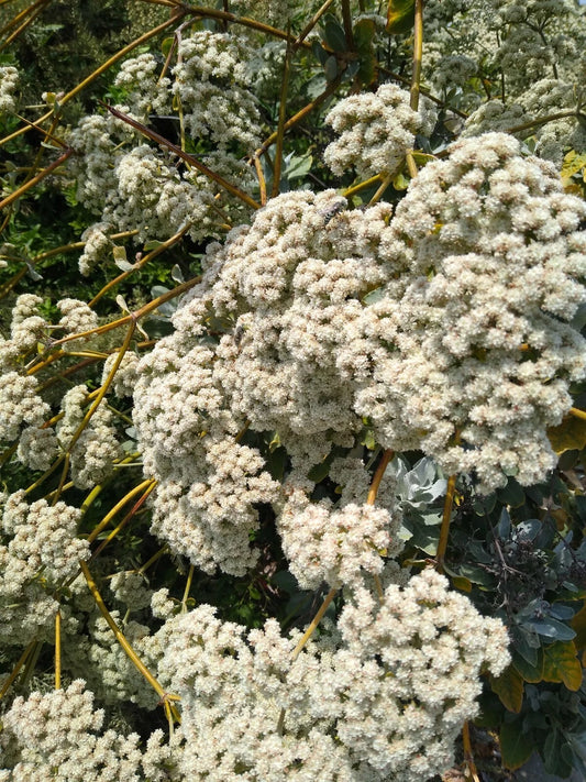 California Buckwheat Eriogonum Fasciculatum – Hardy Garden Flower Seeds