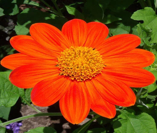 Sunflower Mexican Torch Tithonia Rotundifolia – Hardy Garden Flower Seeds