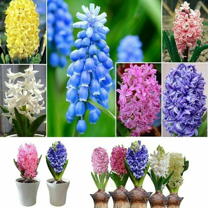 Knight’s Spur Hyacinth Mix Garden Flower Seeds