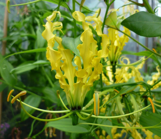 Gloriosa Lutea Climbing Flame Yellow Lily Flower Seeds