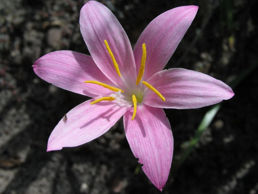 Rain Lily Zephyranthes – Mixed Flower Seeds for Planting