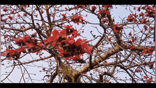 Red Silk Cotton Bombax Ceiba – Edible Fruit Tree Seeds