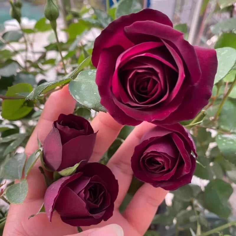 Violet Rose Perennial Garden Flower Bush Seeds