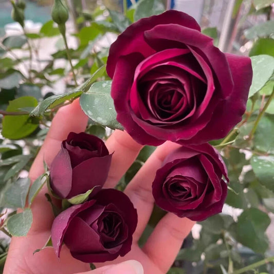 Violet Rose Perennial Garden Flower Bush Seeds