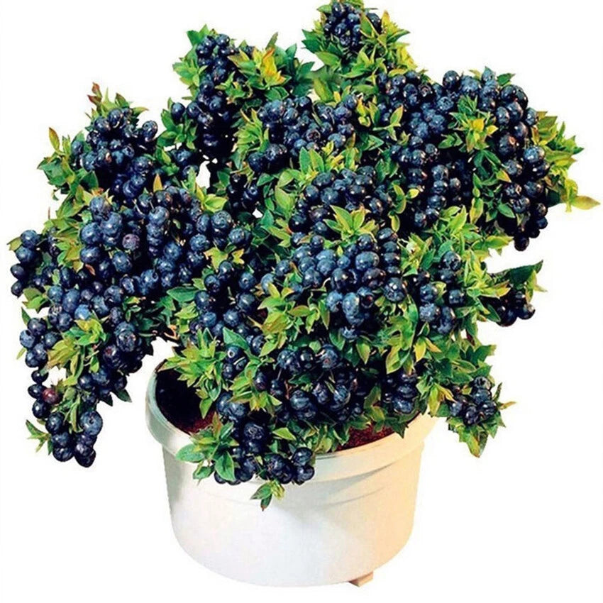 European Blueberry Seeds – Garden Fruit Seeds