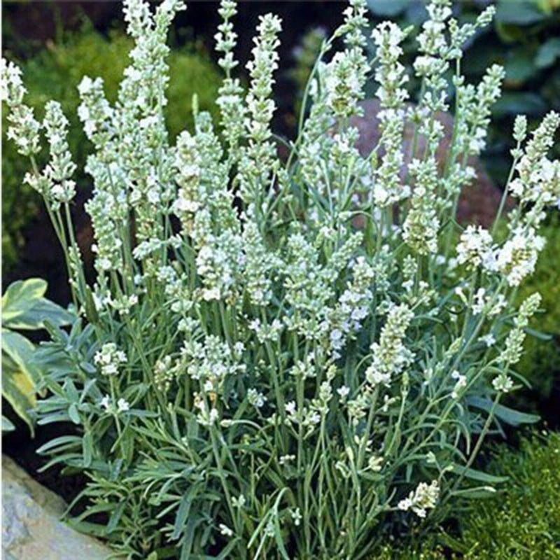 True English Lavender – Fragrant Perennial Flower Seeds