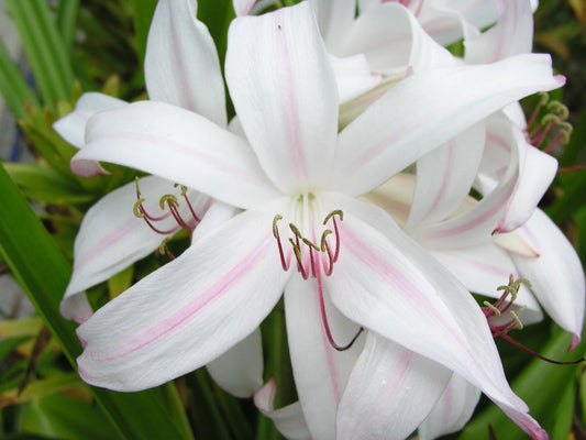 Crinum Lily Digweedii – Garden Flower Seeds for Planting