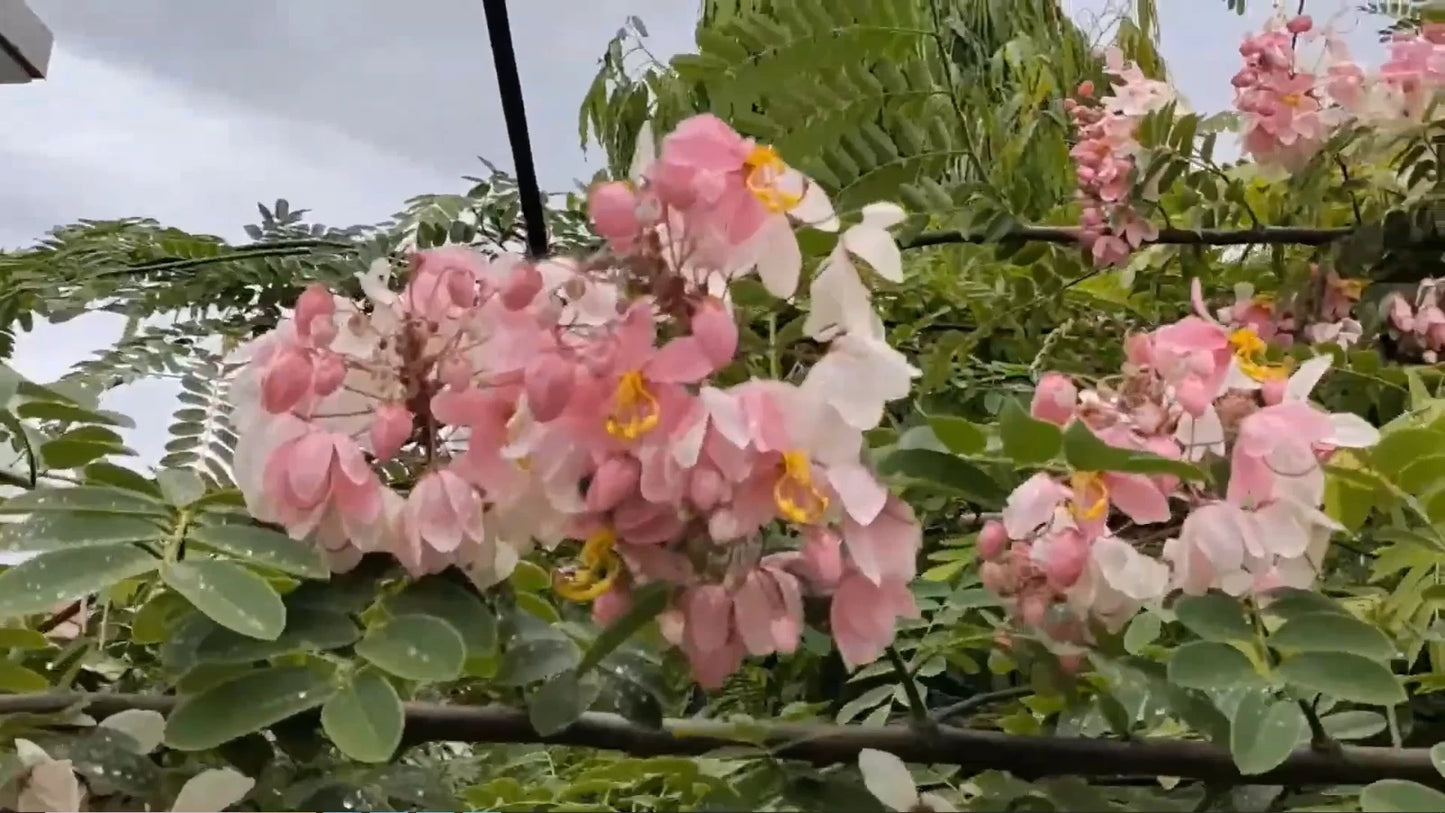 Pink Shower Cassia Javanica – Fragrant Flowering Tropical Tree Seeds