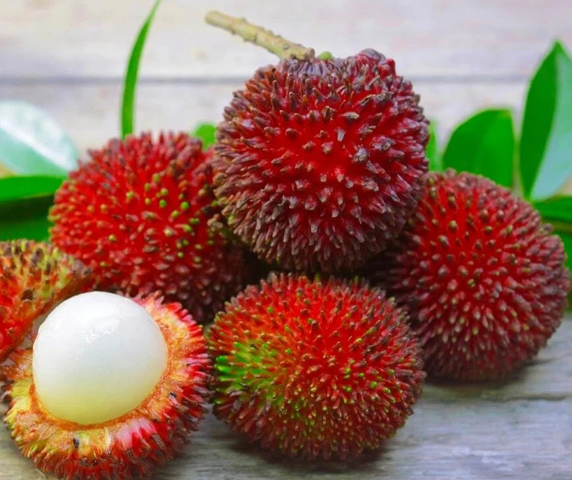 Pulasan Nephelium Mutabile Grafted Fruit Tree Seeds