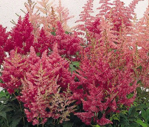 Astilbe Astilbe Arendsii – Showstar Mixed Color Flower Seeds