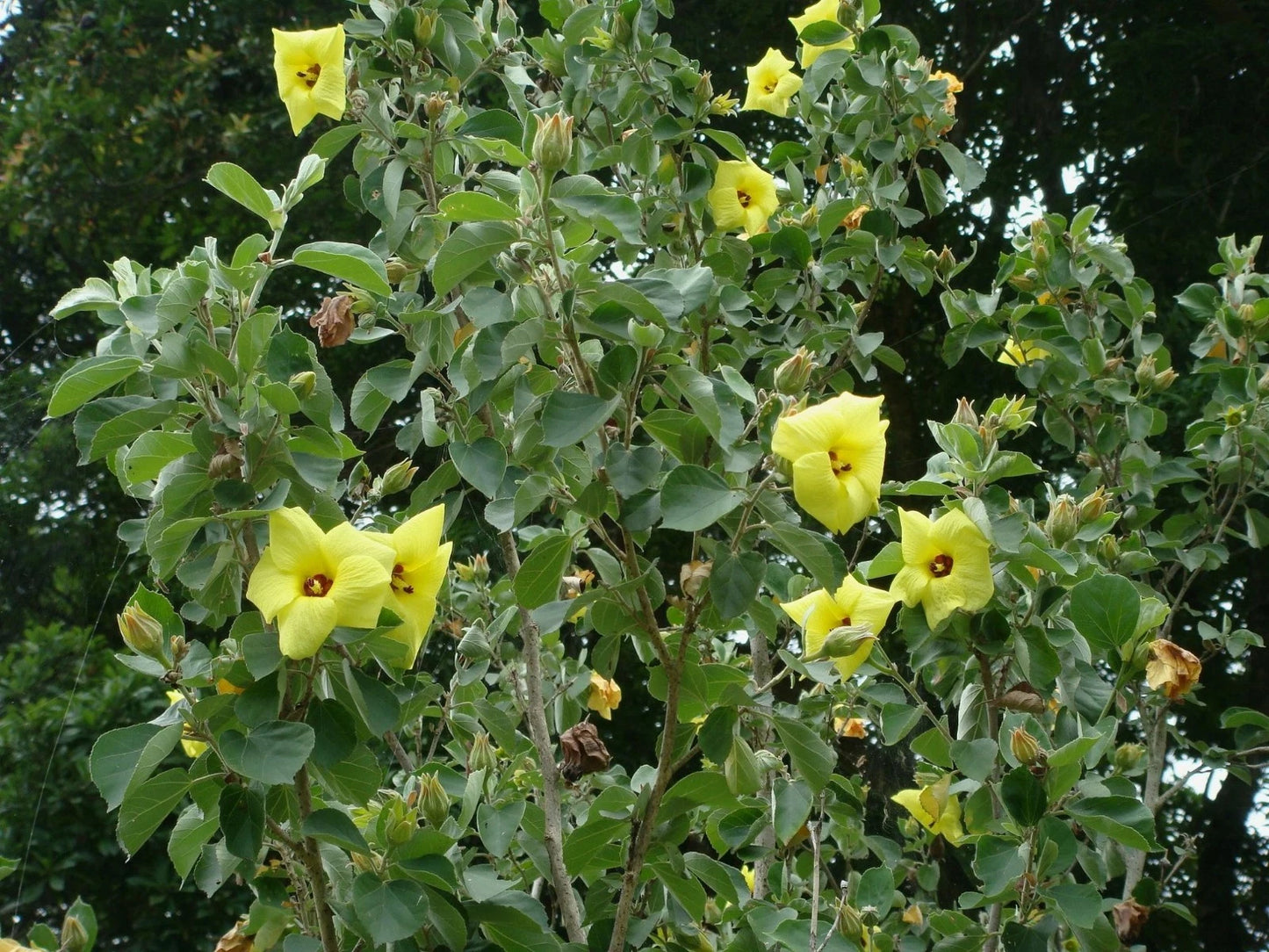 Yellow Hibiscus Talipariti Hamabo – Bright Garden Flower Seeds