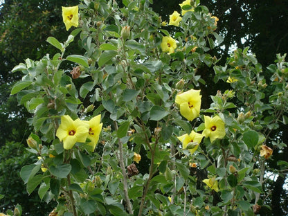 Yellow Hibiscus Talipariti Hamabo – Bright Garden Flower Seeds