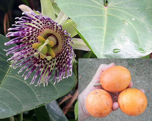 Sweet Sugar Passiflora Ligularis Fruit Tree Seeds