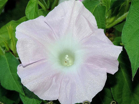 Light Pink Kawaii – Garden Flower Seeds for Planting