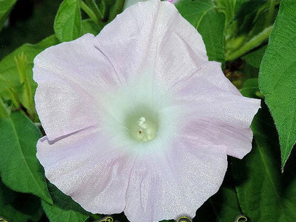 Light Pink Kawaii – Garden Flower Seeds for Planting