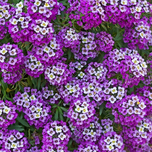Royal Carpet Sweet Alyssum Lobularia Maritima – Colorful Wildflower Seeds