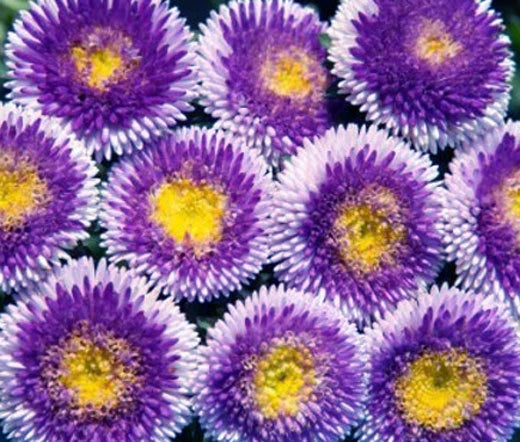 Aster Pompon Blue Moon Callistephus Chinensis – Dwarf Pompon Garden Flower Seeds