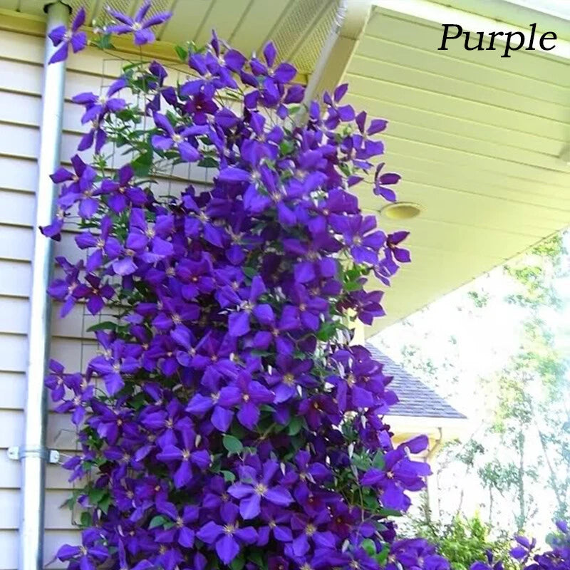 Clematis Pcs Seedscultivates – Climbing Flower Seeds