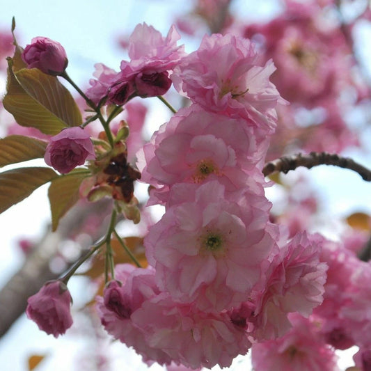 Prunus Serrulata Japanese Cherry Blossom Tree Seeds