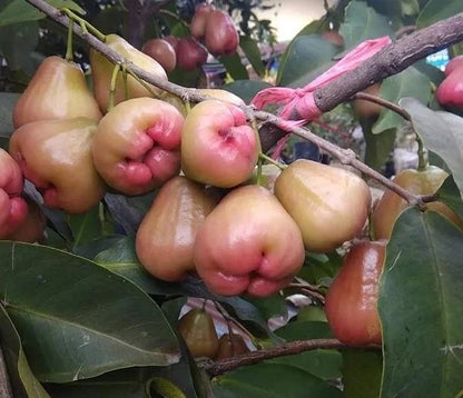 Syzygium Aqueum King Rose – Fruit Tree Seeds