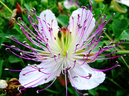 Caper Bush Capparis Spinosa Edible Herb Garden Seeds
